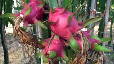 tropikal meyve -  Pitahaya meyvesi markette tanesi 35, Rusya ve Katar’a kilosu 70 liradan gidiyor Videosu