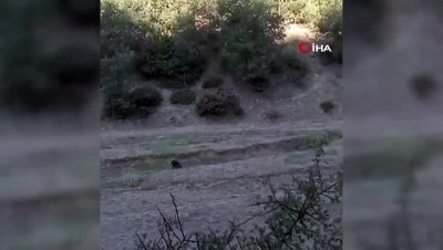 yaban domuzu -  Tarlaları talan eden domuzun yakalanma anları kameraya yansıdı Videosu