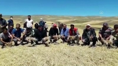 tarim arazisi - Etkili olan dolu 10 bin dekar tarım arazisine zarar verdi - SİVAS Videosu