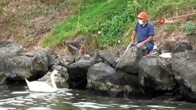 amator balikci -  Kuğu ile balıkçıların dostluğu Videosu