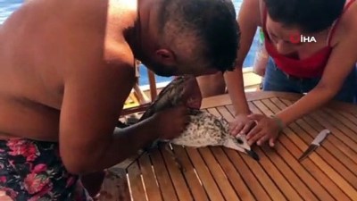 amator balikci -  Denizde oltaya takılıp can çekişen martı kaptan tarafından kurtarıldı Videosu