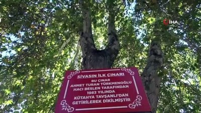 cami bahcesi -  Sivas’ın ilk çınarı zamana meydan okuyor Videosu