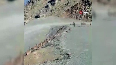 dag kecisi -  Yüksekova’da sürü halinde dağ keçisi görüntülendi Videosu