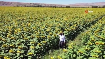 tarim -  Bozkır sarıya boyandı...35 bin dekar alana yayılan ayçiçeği tarlaları böyle görüntülendi Videosu