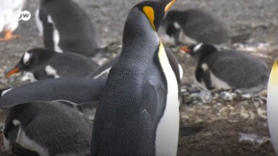 iklim degisikligi - İnsan etkisi: Plastikle dolu penguen yuvaları Videosu
