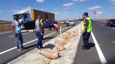  Patates yüklü kamyonet devrildi, patatesler yola saçıldı