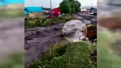 saganak yagis -  Sele kapılan dana’nın sürüklenme anı kameralara yansıdı Videosu