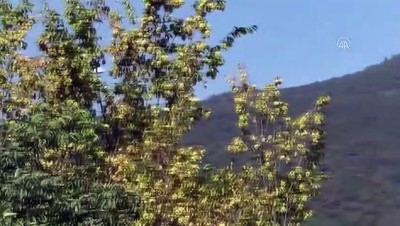 gesi - Sinop'taki orman yangını kontrol altına alındı Videosu