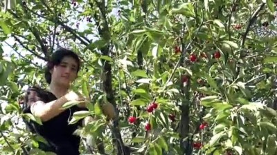 yerel secimler - Yem bitkisi yerine vişne ve kiraz ağacı dikti, tonlarca ürünü dalından satıyor - BAYBURT Videosu