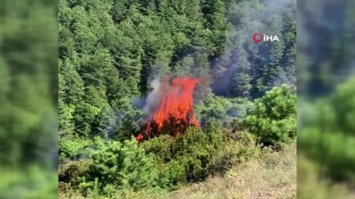  Zonguldak’ta orman yangını