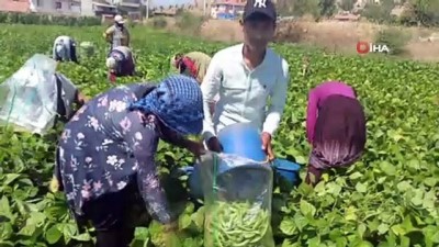 kazanci -  İlk hasadı yapılan fasulyenin satış fiyatı üreticisini memnun etmedi
- Şuhut'ta fasulye hasadı başladı Videosu