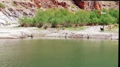 kanyon -  Kanyonlar, yaban hayatına ev sahipliği yapıyor Videosu