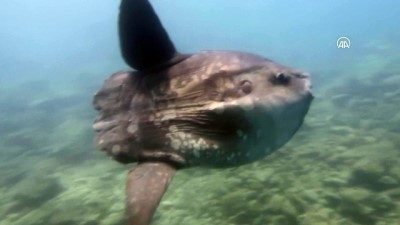 korfez - Saros Körfezi'nde ay balığı görüntülendi - EDİRNE Videosu