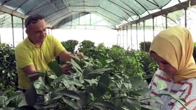 enflasyon - TİGEM'den çiftçiye 'yerli ve milli sebze tohumu' katkısı - ANTALYA Videosu