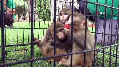 yavru maymun -  Down sendromlu maymuna kardeş şefkati Videosu