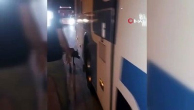 polis kopegi -  Sigara kaçakçıları ‘Tiryaki’ye takıldı Videosu