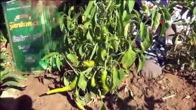 tava cigeri -  Tarım işçilerinin aşırı sıcak havada ‘maskeli’ zorlu mesaisi, maske takmayanlara adeta ders veriyor Videosu