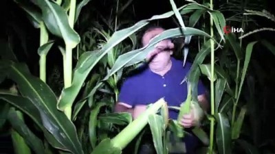 yagmurlu -  Kaleboğaz Köyü’nde bostan nöbeti Videosu