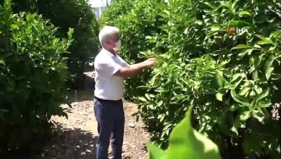 ihracatcilar -  Limon ihracatında çiftçiyi sevindiren karar Videosu