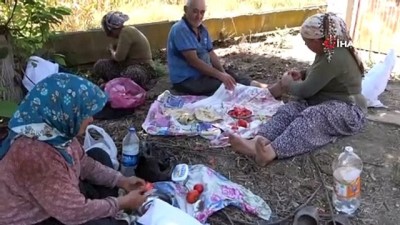 aria -  Adanalı üretici 40 derece sıcakta armut hasadına başladı Videosu