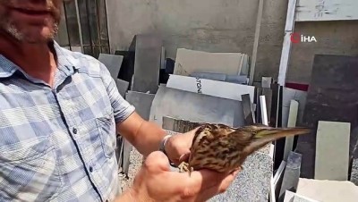  Bursa'da nesli tükenmekte küçük balaban kuşu bulundu