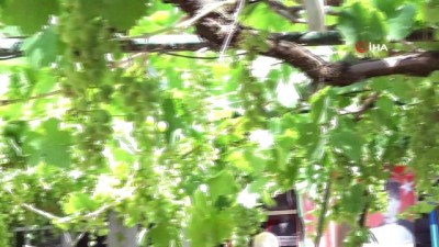 golgeli -  Köy meydanındaki asma bir ton üzüm veriyor Videosu