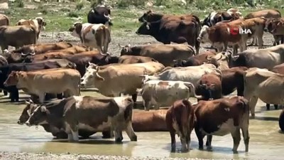 ekrem yilmaz -  Muş’ta sıcak havadan etkilenen büyükbaş hayvanlar nehirde serinliyor Videosu