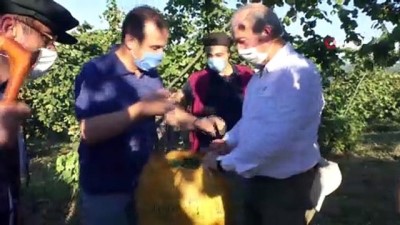 findik toplama -  Ordu'da fındık hasadı başladı Videosu