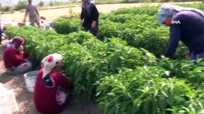 yerli tohum -  Kavurucu sıcakta sebze hasadı Videosu