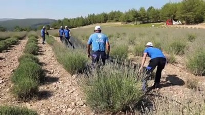 kooperatif -  Mor hasat başladı Videosu