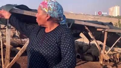  Koyun sürüsü tarım ilacıyla zehirlendi