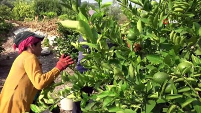 ihracatcilar -  Limon diyarında hasat besmele ile başladı Videosu