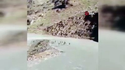 dag kecisi -  Milli Savunma Bakanlığı’ndan dağ keçileri paylaşımı Videosu
