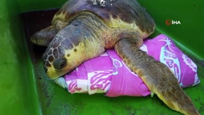 deniz kaplumbagalari -  Belek’te caretta caretta yuvasında rekor kırıldı Videosu