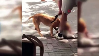 pitbull -  İstanbul’un göbeğinde pitbull dehşeti kamerada: “Köpeği vurun” Videosu