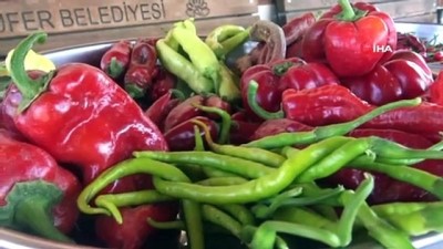 yerli tohum -  Kent Bostanları’nda yerli tohumla 34 çeşit domates, 24 çeşit biber üretildi Videosu