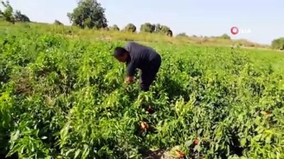  Kapya biber korona virüse kurban gitti