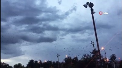  Kuşların gökyüzünde muhteşem dansı