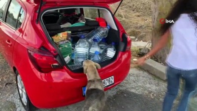 sokak hayvani -  - THY’nin kabin memurundan sokak hayvanlarına yardım eli Videosu