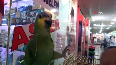pet shop -  Geveze papağan çarşının ilgi odağı oldu Videosu
