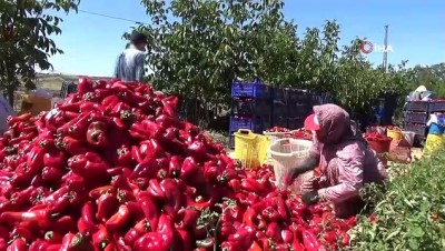  Alternatif olarak ekildi, yurdun dört bir yanına gönderiliyor