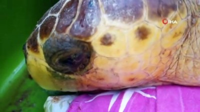 deniz kaplumbagalari -  Deniz kaplumbağaları için rehabilitasyon merkezi kurulacak Videosu