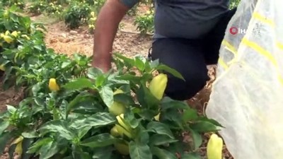 organik urun -  Müşteriler tarlada kendi sebzesini toplayarak satın alıyor Videosu