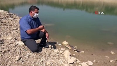 orman mudurlugu -  Ölü balıklar gölet kıyısına vurdu Videosu