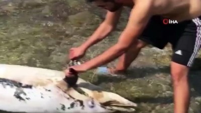 yunus baligi -  Bodrum'da ölü yunus kıyıya vurdu Videosu