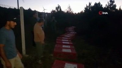  Bursa'da tabiata bin sülün salındı