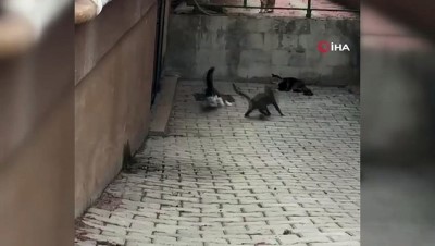 amator kamera -  Kediler tarafından köşeye sıkıştırılan farenin mücadelesi böyle görüntülendi Videosu