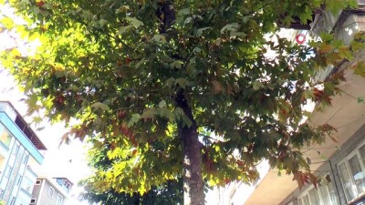 gubre -  Köklerine beton dökülen ağaçlar tedavi ediliyor Videosu