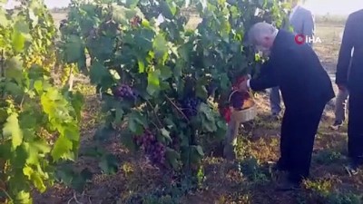 bag bozumu -  Türkiye’de hiçbir yerde olmayan üzümler bu şenlikte sergilendi Videosu