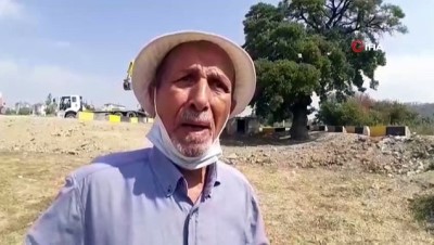 angus -  18. asırdan kalan dişbudak ağacı Başkan Günel’in talimatıyla kurtarıldı Videosu